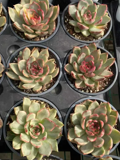Echeveria 'Gillian' Variegated — photo 3 of 6