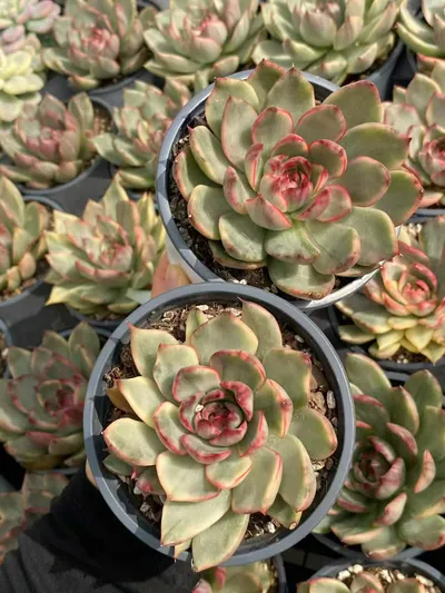 Echeveria 'Gillian' Variegated — photo 5 of 6
