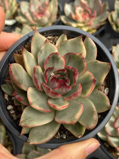 Echeveria Echeveria 'Gillian' Variegated succulent — wholesale export from Yunnan, China
