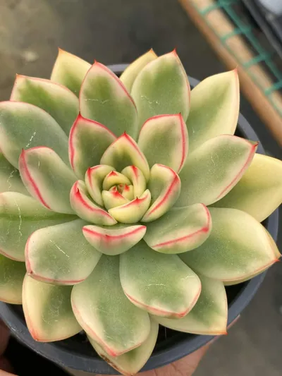 Echeveria 'Hanna' Variegated — wholesale Echeveria from Yunnan, China