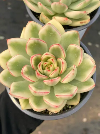 Echeveria 'Hanna' Variegated — photo 2 of 6