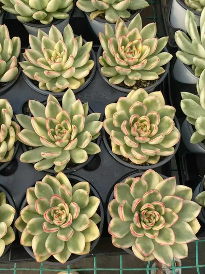 Echeveria 'Hanna' Variegated — photo 3 of 6