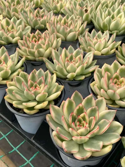 Echeveria 'Hanna' Variegated — photo 4 of 6