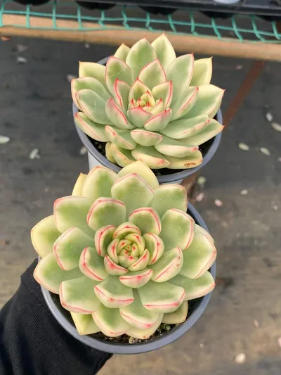 Echeveria 'Hanna' Variegated — photo 5 of 6