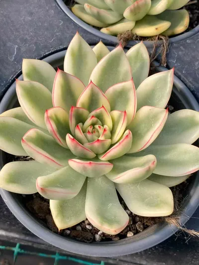 Echeveria 'Hanna' Variegated — photo 6 of 6