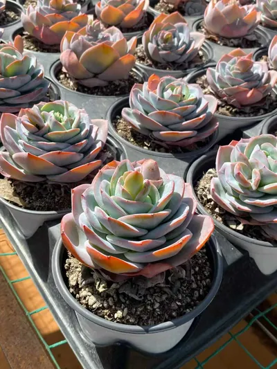 Echeveria 'Hephaestus' 3 Heads Cluster — photo 3 of 6