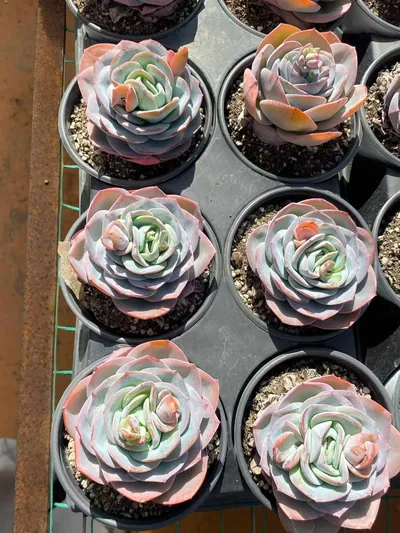 Echeveria 'Hephaestus' 3 Heads Cluster — photo 4 of 6