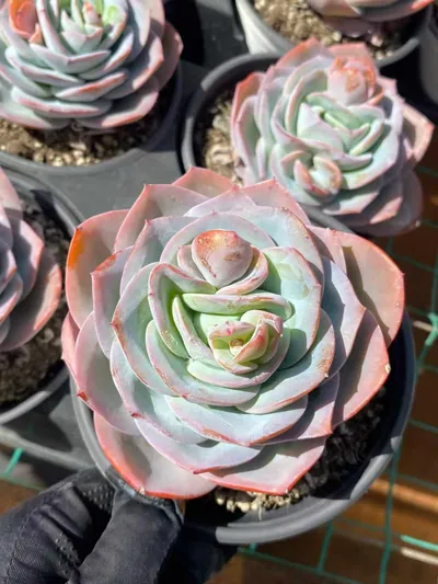 Echeveria 'Hephaestus' 3 Heads Cluster — photo 5 of 6