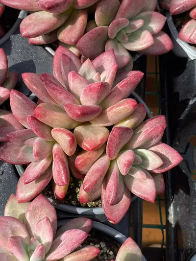 Echeveria 'Hephaestus' 3 Heads Cluster — photo 6 of 6