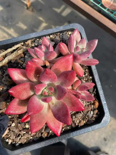 Echeveria 'Hephaestus' sp. Cluster — photo 2 of 6