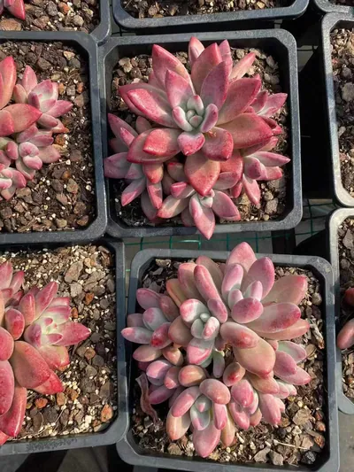 Echeveria 'Hephaestus' sp. Cluster — photo 3 of 6