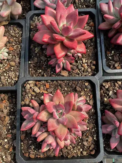 Echeveria 'Hephaestus' sp. Cluster — photo 4 of 6