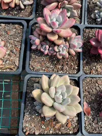 Echeveria 'Hephaestus' sp. Cluster — photo 5 of 6