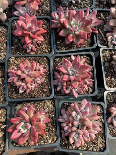 Echeveria 'Hephaestus' sp. Cluster — photo 6 of 6