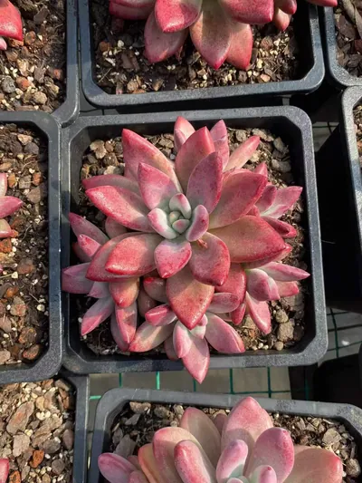 Echeveria Echeveria 'Hephaestus' sp. Cluster succulent — wholesale export from Yunnan, China