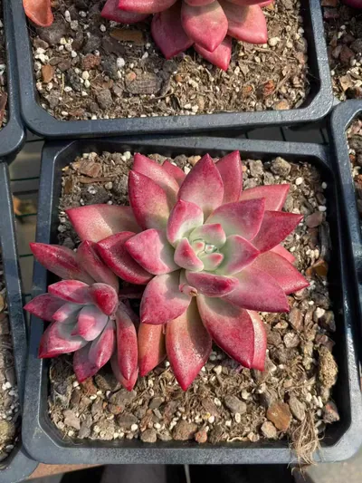 Echeveria 'Hephaestus' sp., Single & Twin-head — photo 2 of 5