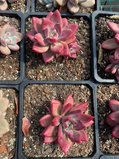 Echeveria 'Hephaestus' sp., Single & Twin-head — photo 3 of 5