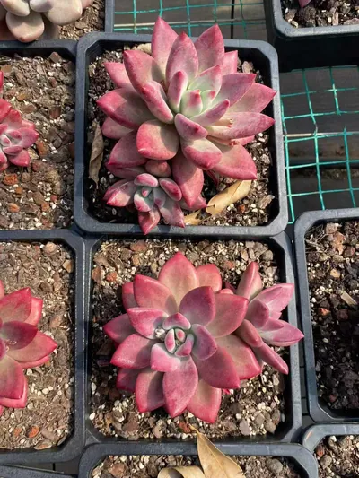 Echeveria 'Hephaestus' sp., Single & Twin-head — photo 4 of 5