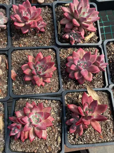 Echeveria 'Hephaestus' sp., Single & Twin-head — photo 5 of 5