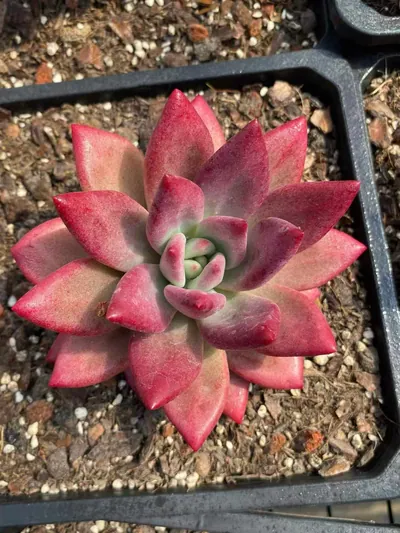 Echeveria Echeveria 'Hephaestus' sp., Single & Twin-head succulent — wholesale export from Yunnan, China