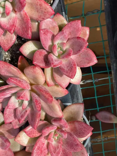 Echeveria 'Hephaestus' Twin-head — wholesale Echeveria from Yunnan, China