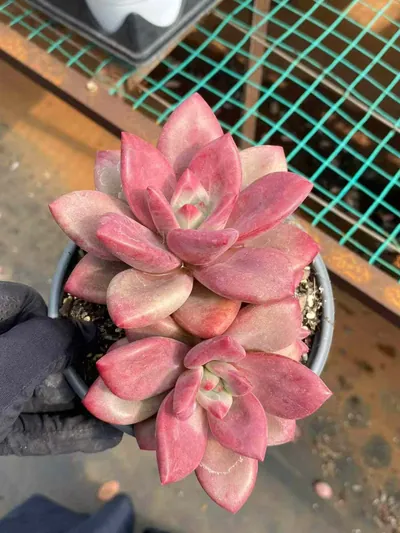 Echeveria 'Hephaestus' Twin-head — photo 2 of 5