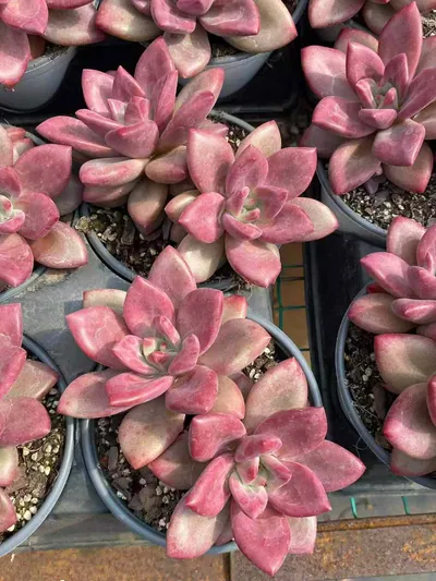 Echeveria 'Hephaestus' Twin-head — photo 3 of 5