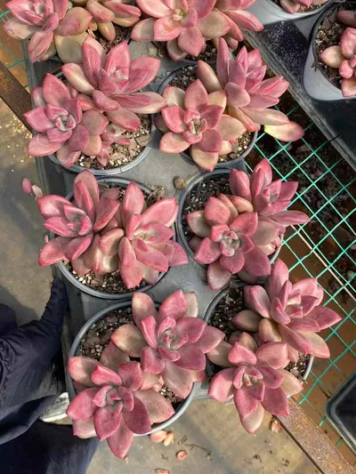 Echeveria 'Hephaestus' Twin-head — photo 4 of 5