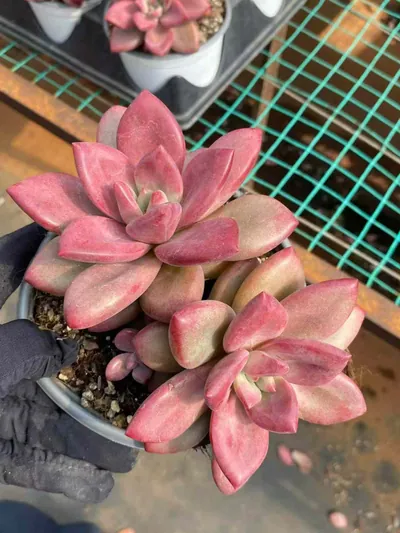 Echeveria 'Hephaestus' Twin-head — photo 5 of 5