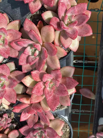 Echeveria 'Hephaestus' Twin-head — photo 3 of 6
