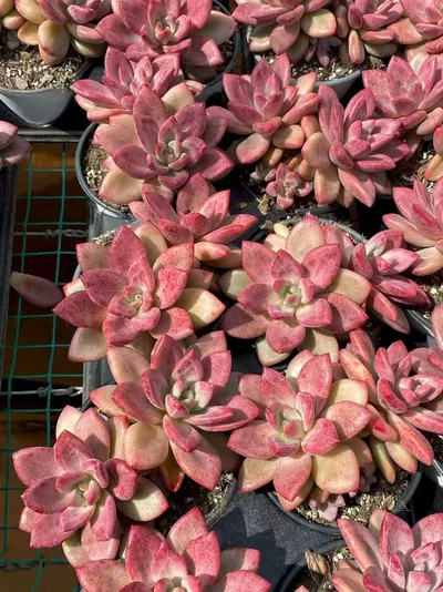 Echeveria 'Hephaestus' Twin-head — photo 4 of 6