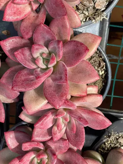 Echeveria 'Hephaestus' Twin-head — photo 6 of 6