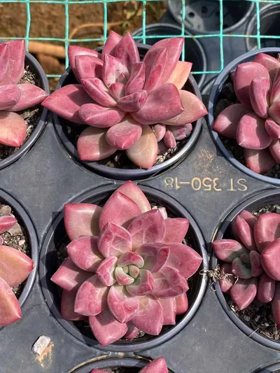 Echeveria 'Hephaestus' w/ Offsets — photo 2 of 6