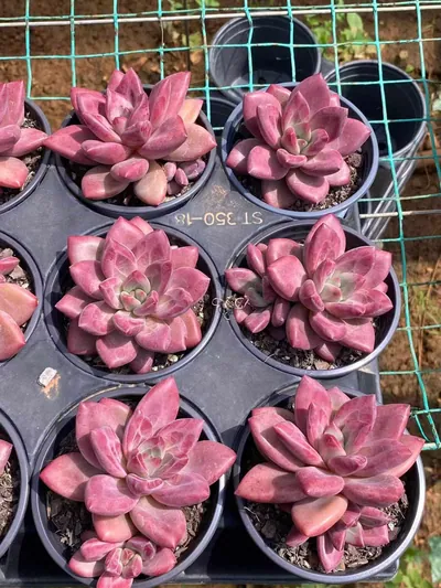 Echeveria 'Hephaestus' w/ Offsets — photo 3 of 6
