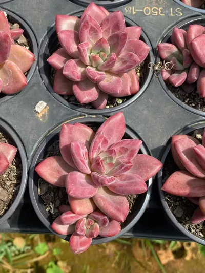 Echeveria 'Hephaestus' w/ Offsets — photo 4 of 6