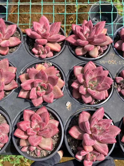 Echeveria 'Hephaestus' w/ Offsets — photo 5 of 6
