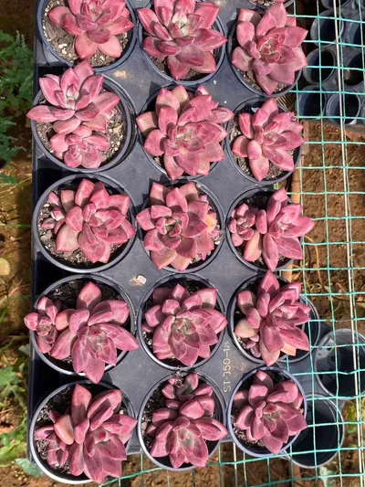 Echeveria 'Hephaestus' w/ Offsets — photo 6 of 6
