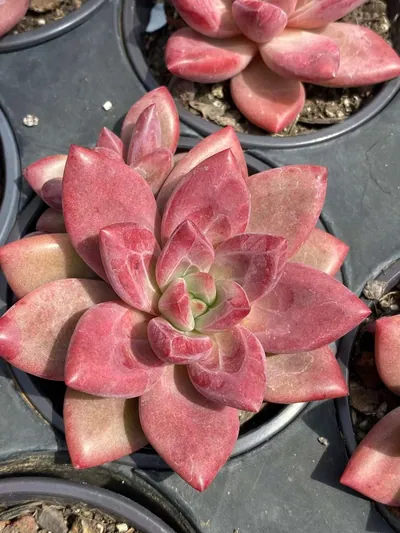 Echeveria Echeveria 'Hephaestus' w/ Offsets succulent — wholesale export from Yunnan, China