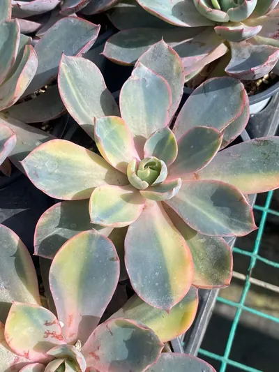 Echeveria 'Hera' Variegated — wholesale Echeveria from Yunnan, China