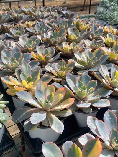 Echeveria 'Hera' Variegated — photo 2 of 6