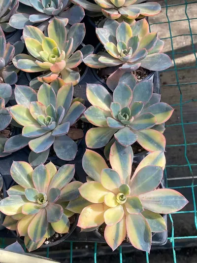 Echeveria 'Hera' Variegated — photo 3 of 6