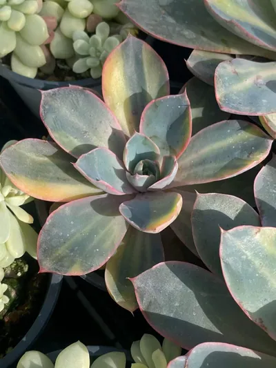 Echeveria 'Hera' Variegated — photo 4 of 6