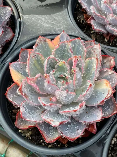 Echeveria 'Hera' Variegated — photo 5 of 6