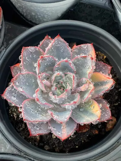 Echeveria 'Hera' Variegated — photo 6 of 6