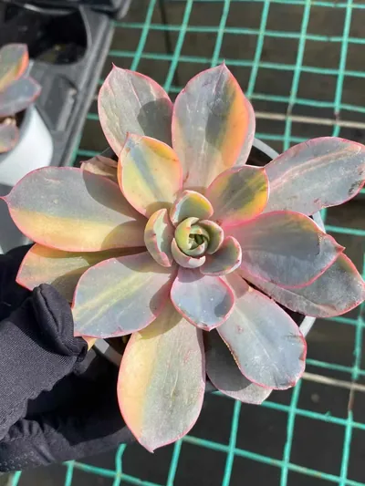 Echeveria 'Hera' Variegated Single — photo 2 of 6