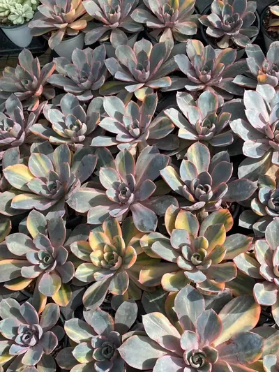 Echeveria 'Hera' Variegated Single — photo 3 of 6
