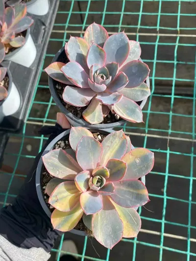 Echeveria 'Hera' Variegated Single — photo 4 of 6