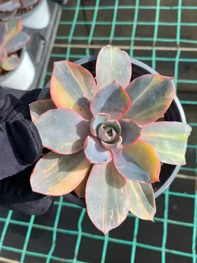 Echeveria 'Hera' Variegated Single — photo 5 of 6