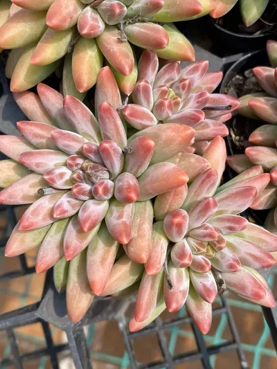Echeveria 'Icarus' 3 Heads Cluster — wholesale Echeveria from Yunnan, China