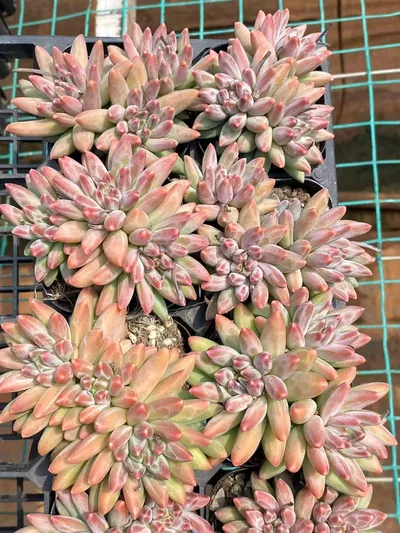 Echeveria 'Icarus' 3 Heads Cluster — photo 3 of 6